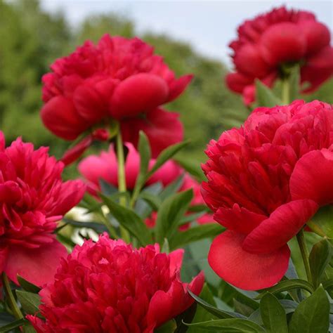 Tips for preserving the stunning red color of magic peonies